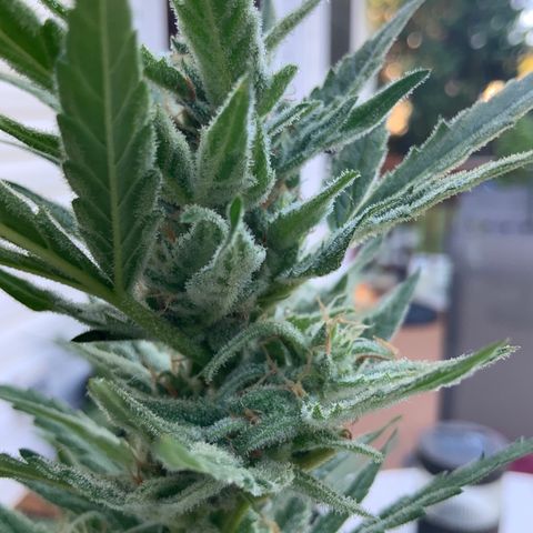 Bruce Banner 7/22 growlog photo: 9a