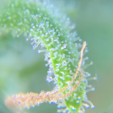 Bruce Banner 7/22 growlog photo: 9a