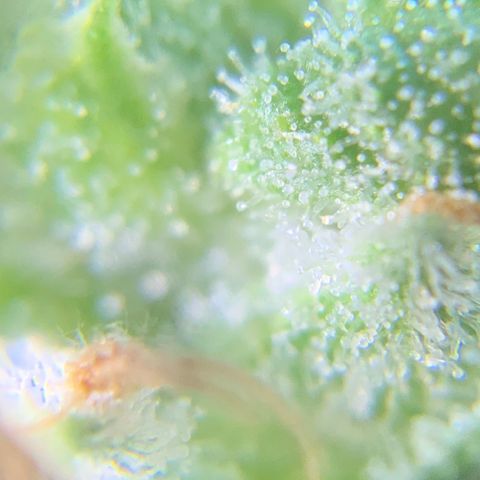 Bruce Banner 7/22 growlog photo: 9a