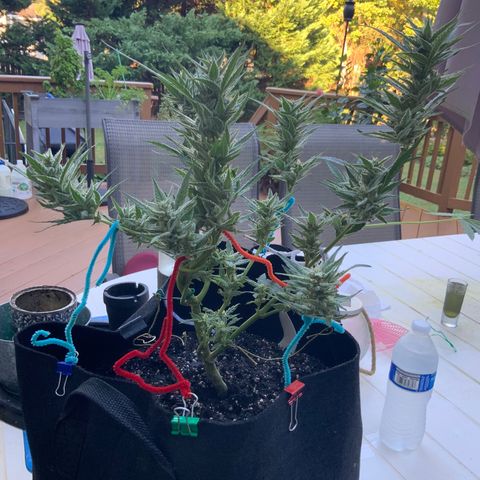 Bruce Banner 7/22 growlog photo: 9a
