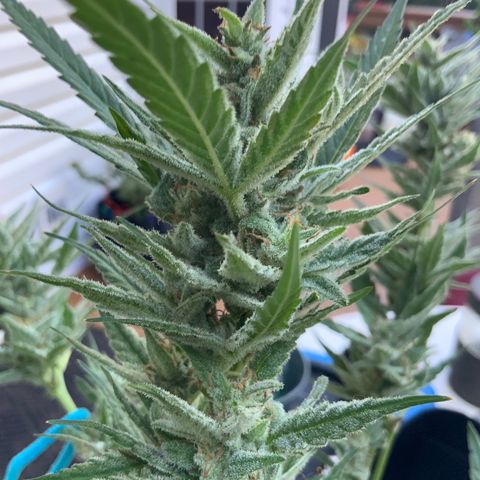 Bruce Banner 7/22 growlog photo: 9a