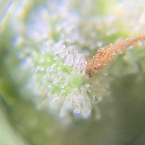Bruce Banner 7/22 growlog photo: 9a