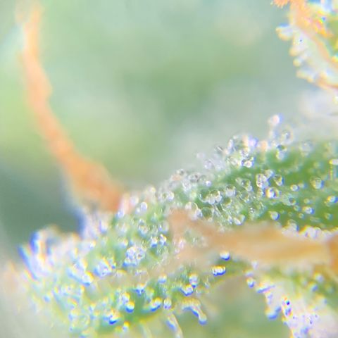 Bruce Banner 7/22 growlog photo: 9a