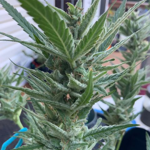 Bruce Banner 7/22 growlog photo: 9a