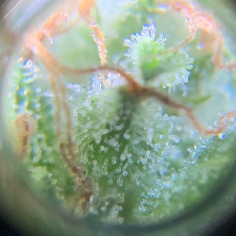 Gorilla Glue 1 7/23 growlog photo: 9a