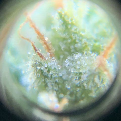 Gorilla Glue 1 7/23 growlog photo: 9a