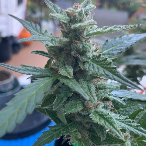 Gorilla Glue 1 7/23 growlog photo: 9a