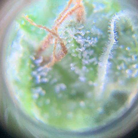 Gorilla Glue 1 7/23 growlog photo: 9a