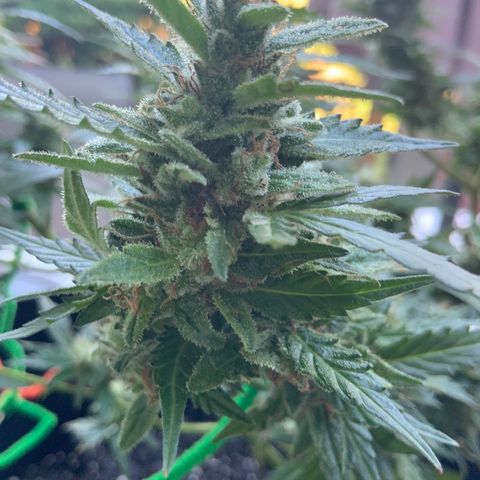 Gorilla Glue 1 7/23 growlog photo: 9a