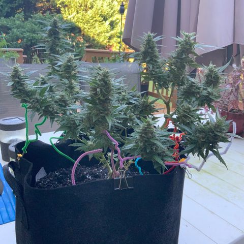 Gorilla Glue 1 7/23 growlog photo: 9a