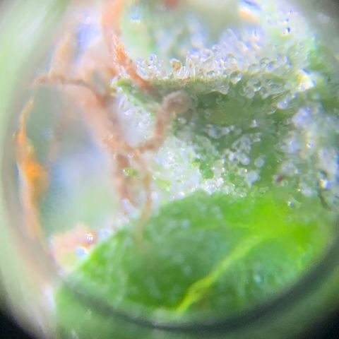 Gorilla Glue 1 7/23 growlog photo: 9a