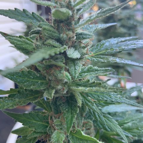 Gorilla Glue 1 7/23 growlog photo: 9a