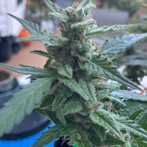 Gorilla Glue 1 7/23 growlog photo: 9a