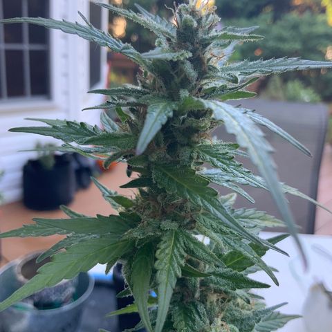 Gorilla Glue 1 7/23 growlog photo: 9a
