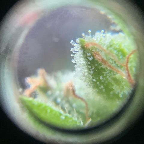 White Widow 7/25 growlog photo: 9a