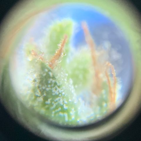 White Widow 7/25 growlog photo: 9a