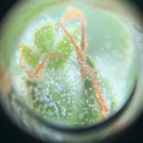 White Widow 7/25 growlog photo: 9a
