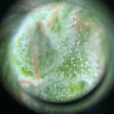 White Widow 7/25 growlog photo: 9a