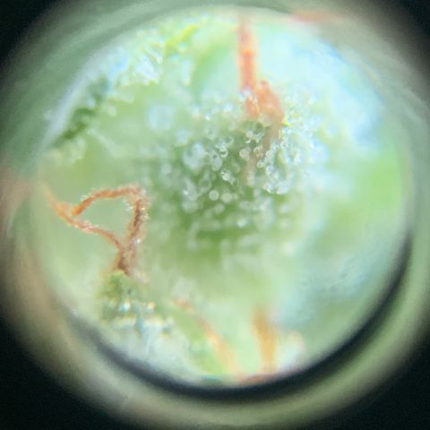 White Widow 7/25 growlog photo: 9a