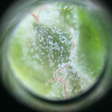 White Widow 7/25 growlog photo: 9a