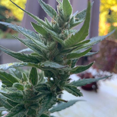 White Widow 7/25 growlog photo: 9a