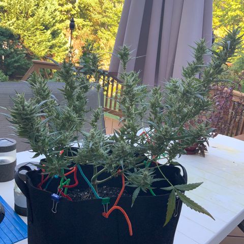 White Widow 7/25 growlog photo: 9a