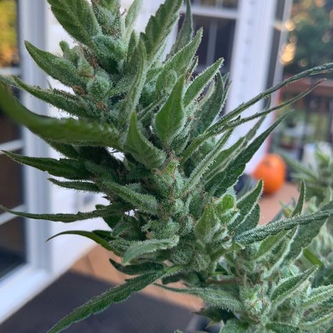 White Widow 7/25 growlog photo: 9a
