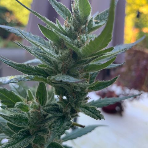 White Widow 7/25 growlog photo: 9a