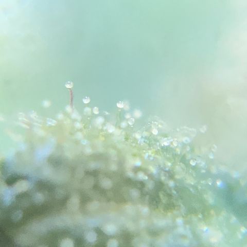 Gorilla Glue 2 7/25 growlog photo: 9a