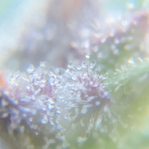 Gorilla Glue 2 7/25 growlog photo: 9a