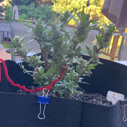Gorilla Glue 2 7/25 growlog photo: 9a