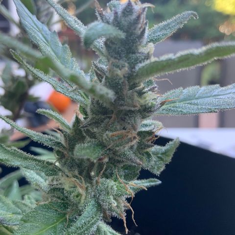 Gorilla Glue 2 7/25 growlog photo: 9a