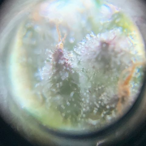 Gorilla Glue 2 7/25 growlog photo: 9a