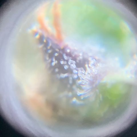 Gorilla Glue 2 7/25 growlog photo: 9a