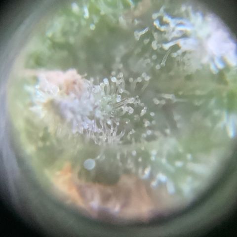 Gorilla Glue 2 7/25 growlog photo: 9a