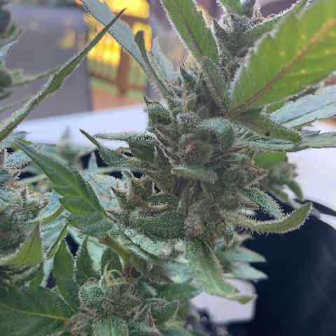 Gorilla Glue 2 7/25 growlog photo: 9a