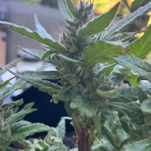 Gorilla Glue 2 7/25 growlog photo: 9a