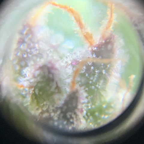Gorilla Glue 2 7/25 growlog photo: 9a