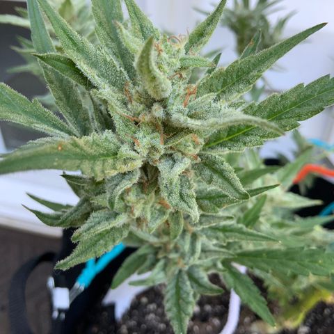 Bruce Banner 7/22 growlog photo: 9a