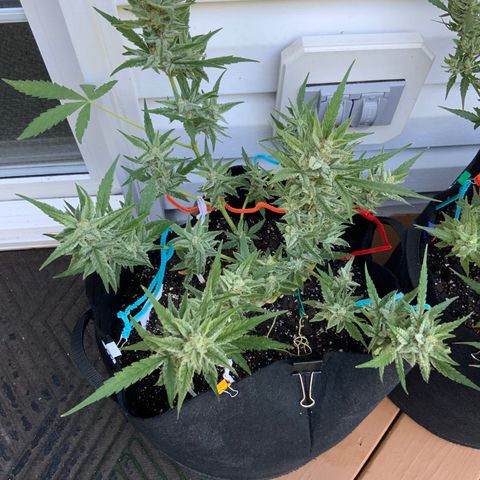Bruce Banner 7/22 growlog photo: 9a