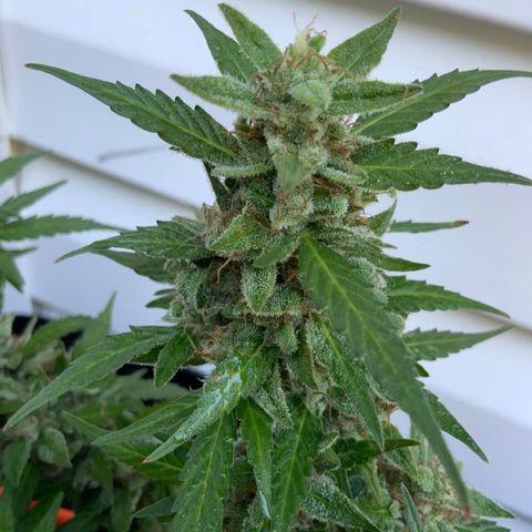 Gorilla Glue 1 7/23 growlog photo: 9a