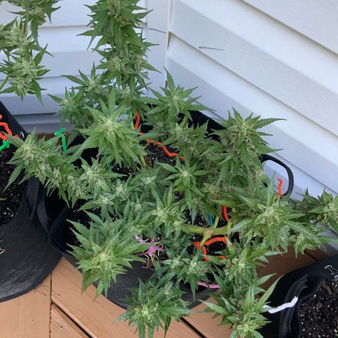 Gorilla Glue 1 7/23 growlog photo: 9a