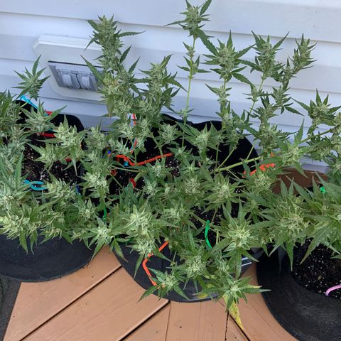 White Widow 7/25 growlog photo: 9a