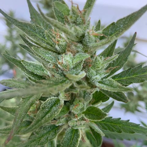 White Widow 7/25 growlog photo: 9a