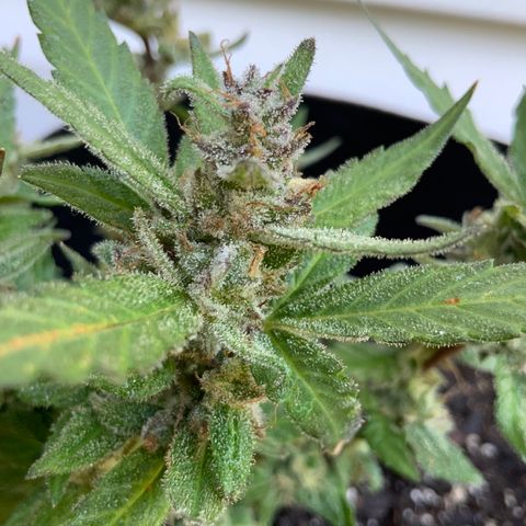 Gorilla Glue 2 7/25 growlog photo: 9a