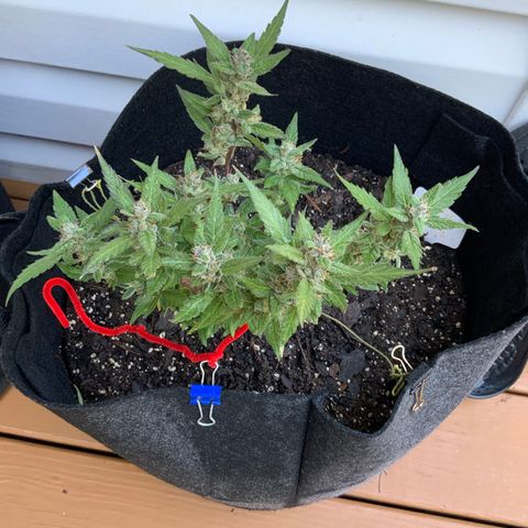 Gorilla Glue 2 7/25 growlog photo: 9a