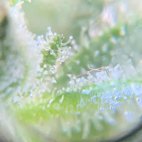 White Widow 7/25 growlog photo: Tricomes cloudy and amber 
Flush 1 post pic