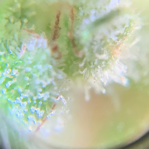 White Widow 7/25 growlog photo: Tricomes cloudy and amber 
Flush 1 post pic