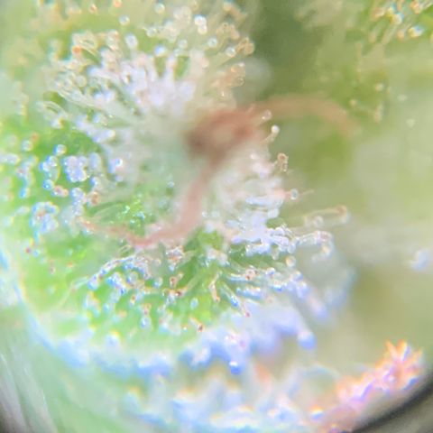 White Widow 7/25 growlog photo: Tricomes cloudy and amber 
Flush 1 post pic