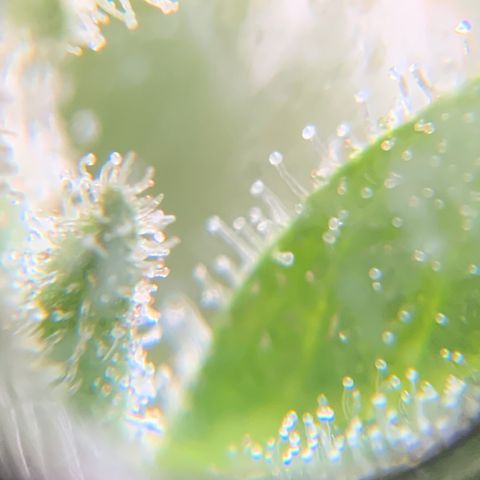 White Widow 7/25 growlog photo: Tricomes cloudy and amber 
Flush 1 post pic